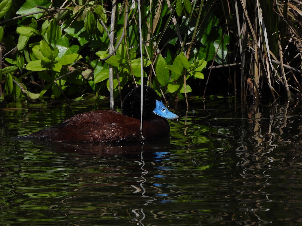 Blue-billed Duck - ML644573118