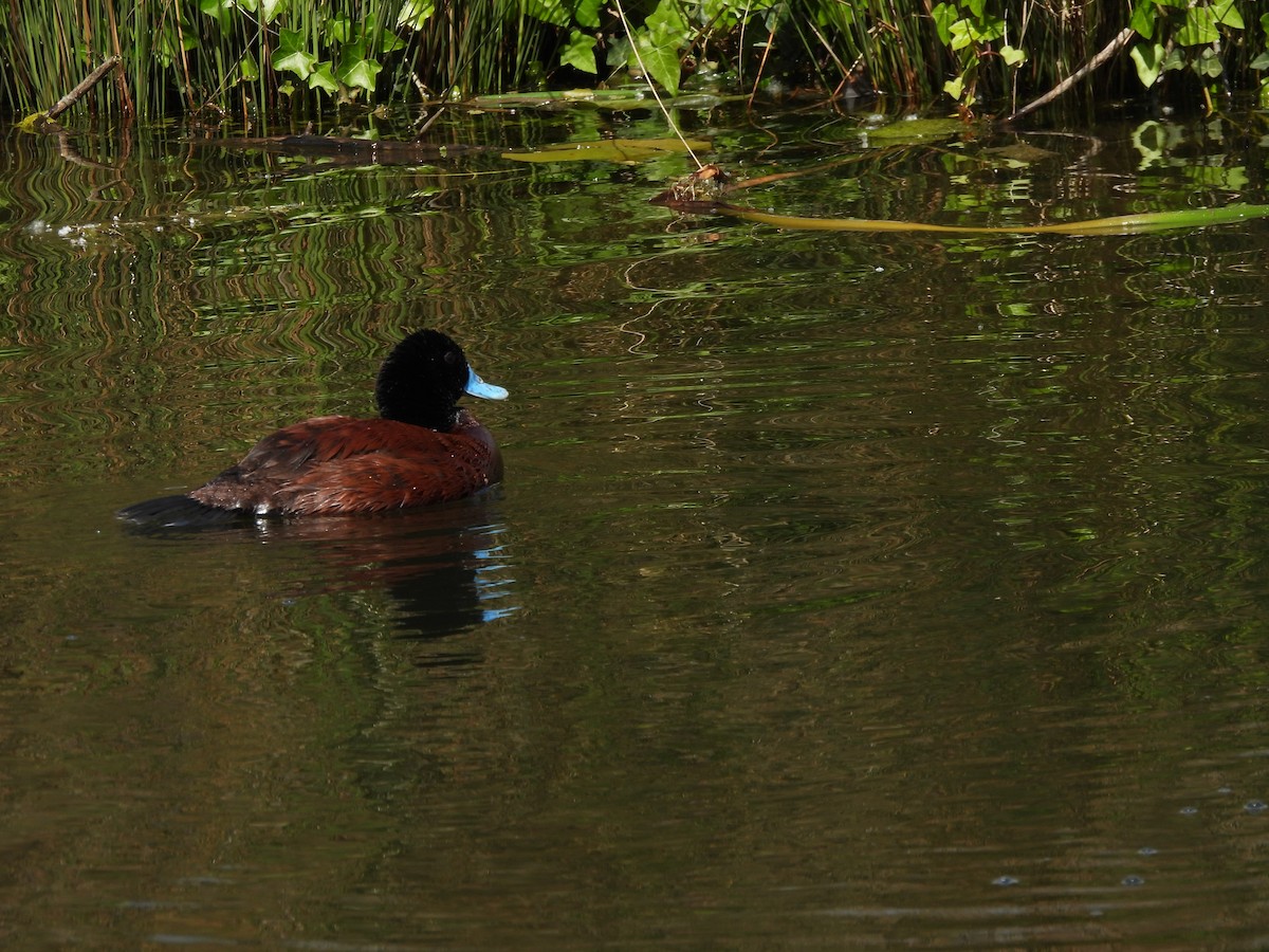 Blue-billed Duck - ML644573119