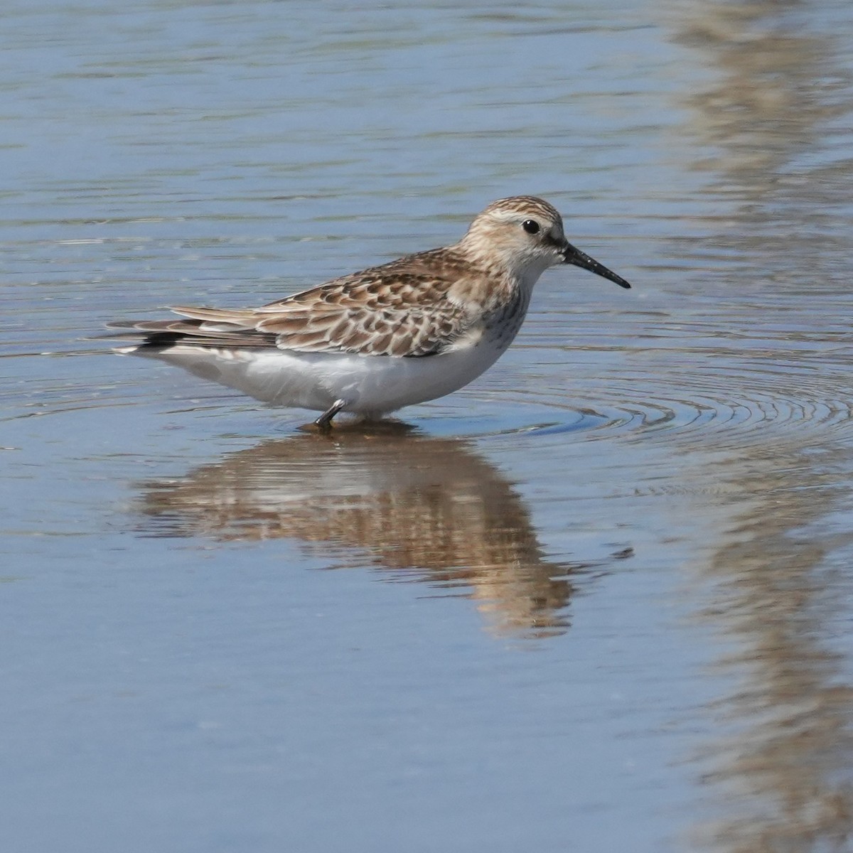 Baird's Sandpiper - ML644573120