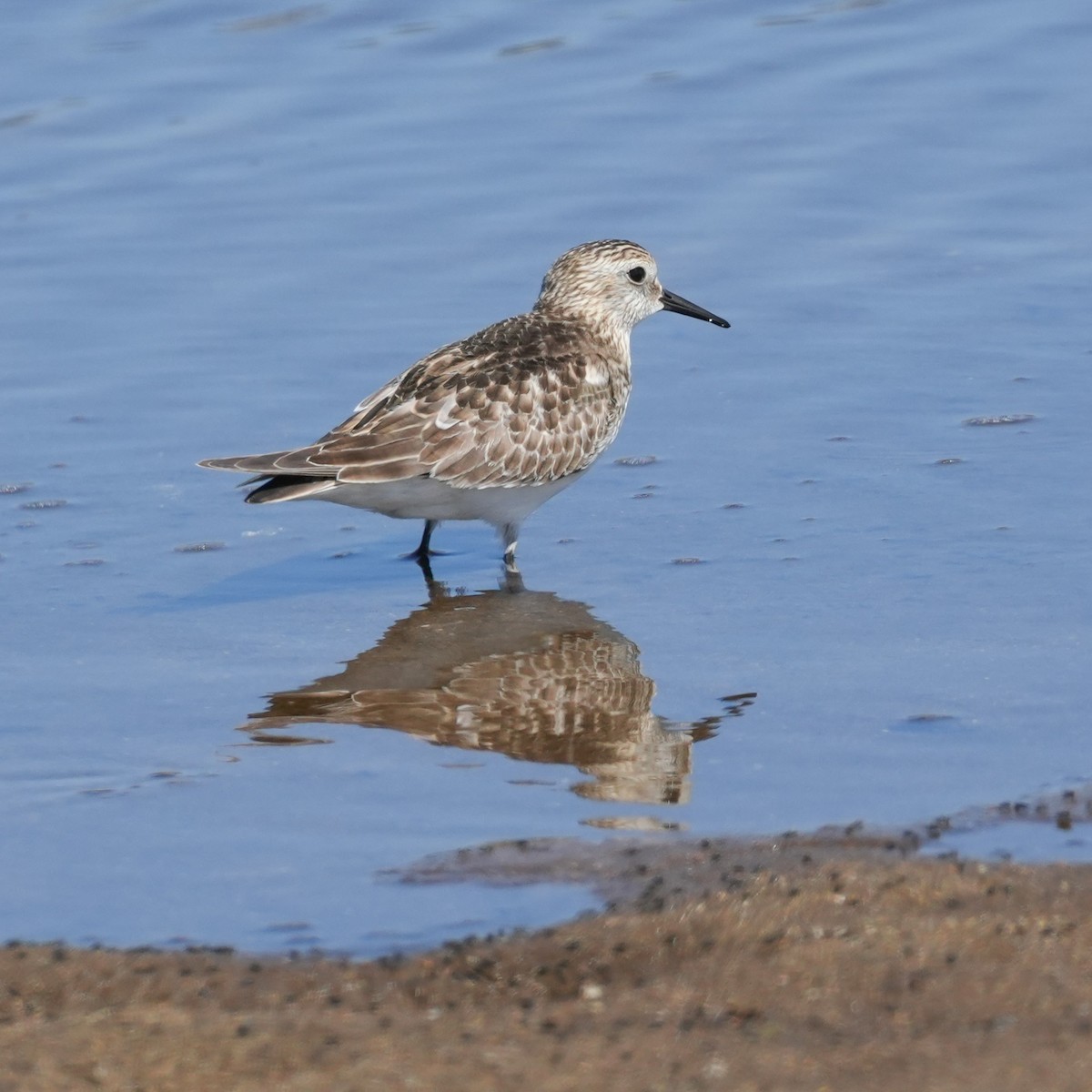 Baird's Sandpiper - ML644573121