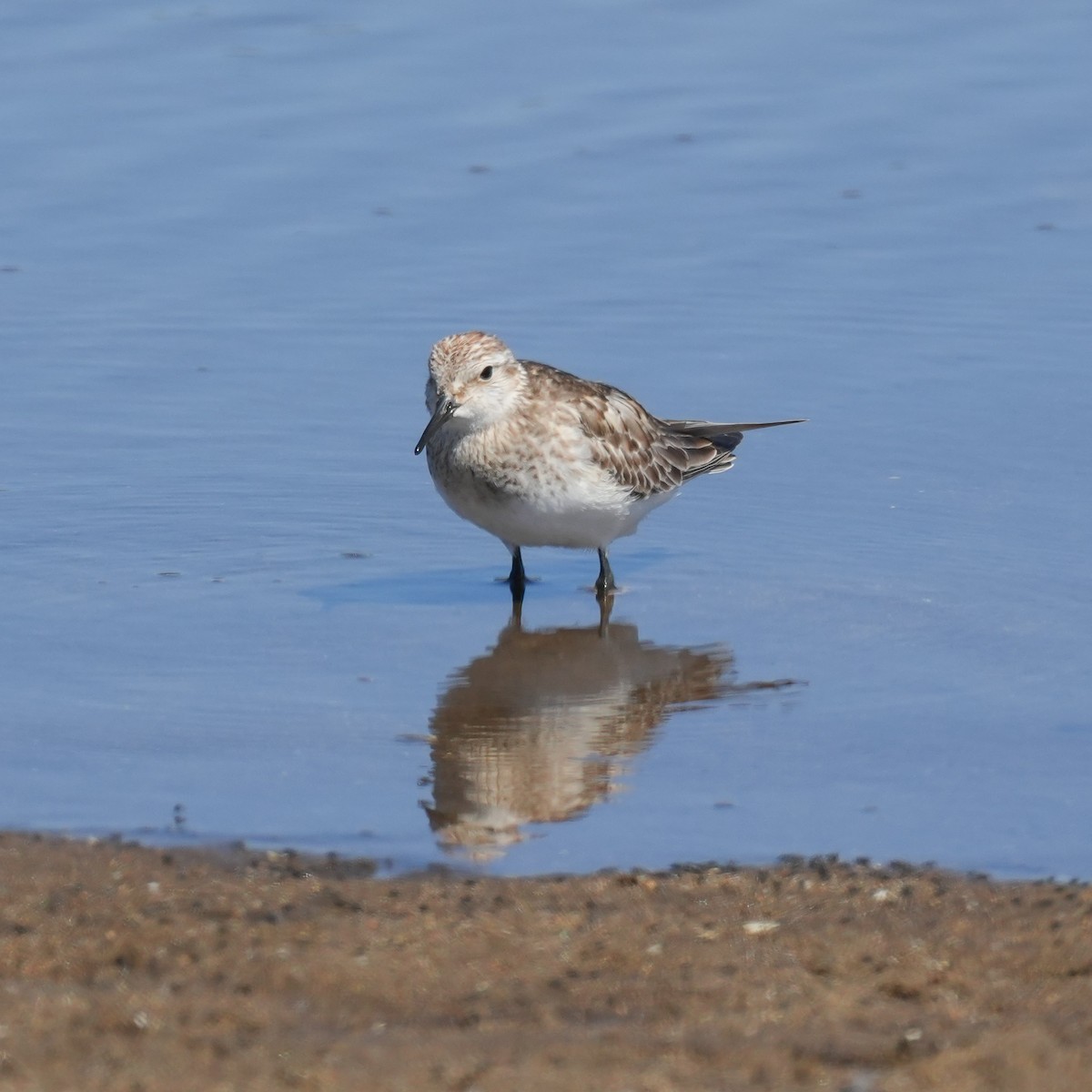 Baird's Sandpiper - ML644573122