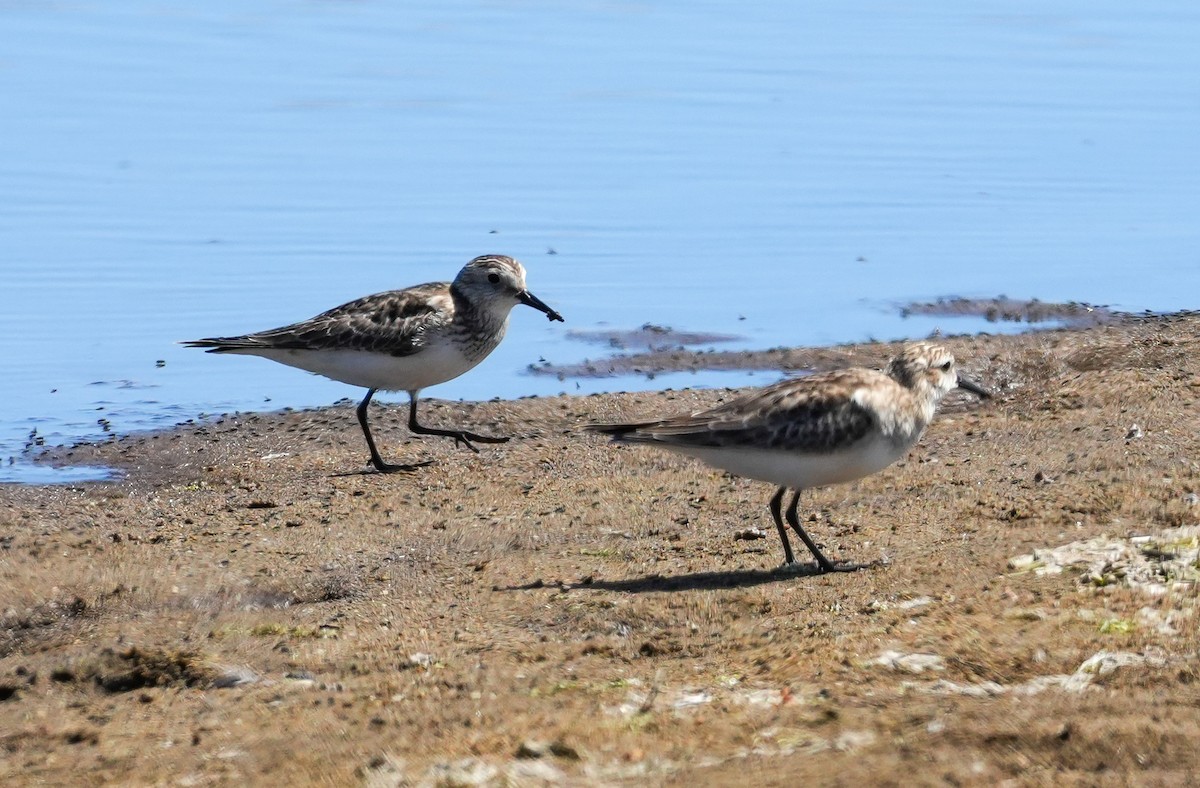 Baird's Sandpiper - ML644573123