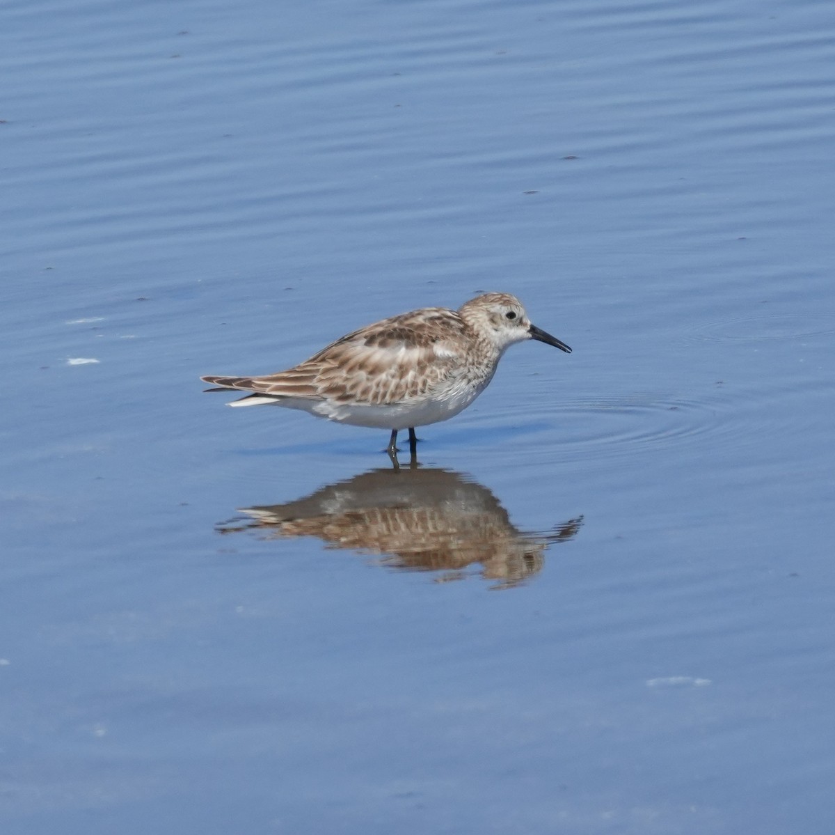 Baird's Sandpiper - ML644573124