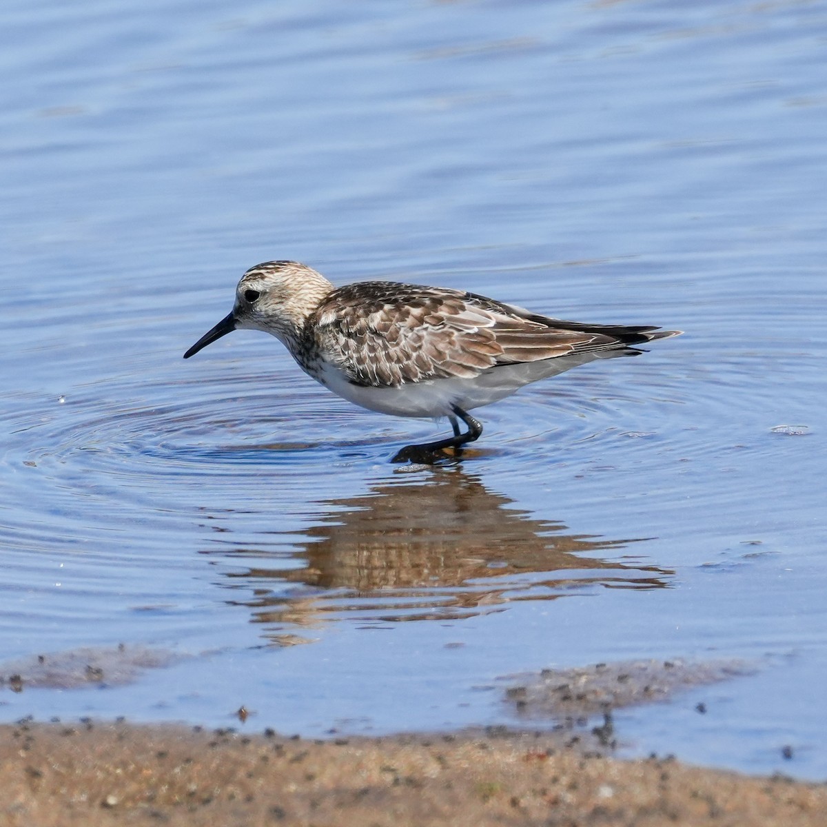 Baird's Sandpiper - ML644573125