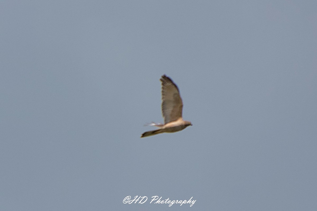 Brown Goshawk - ML644573126