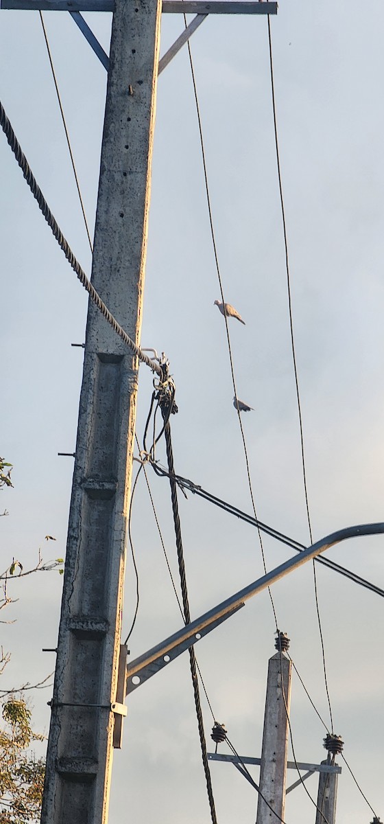 Кольчатая горлица - ML644573127