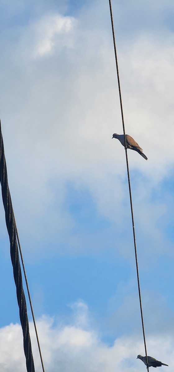 Кольчатая горлица - ML644573128