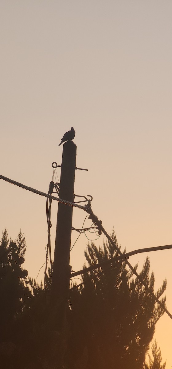 Кольчатая горлица - ML644573129