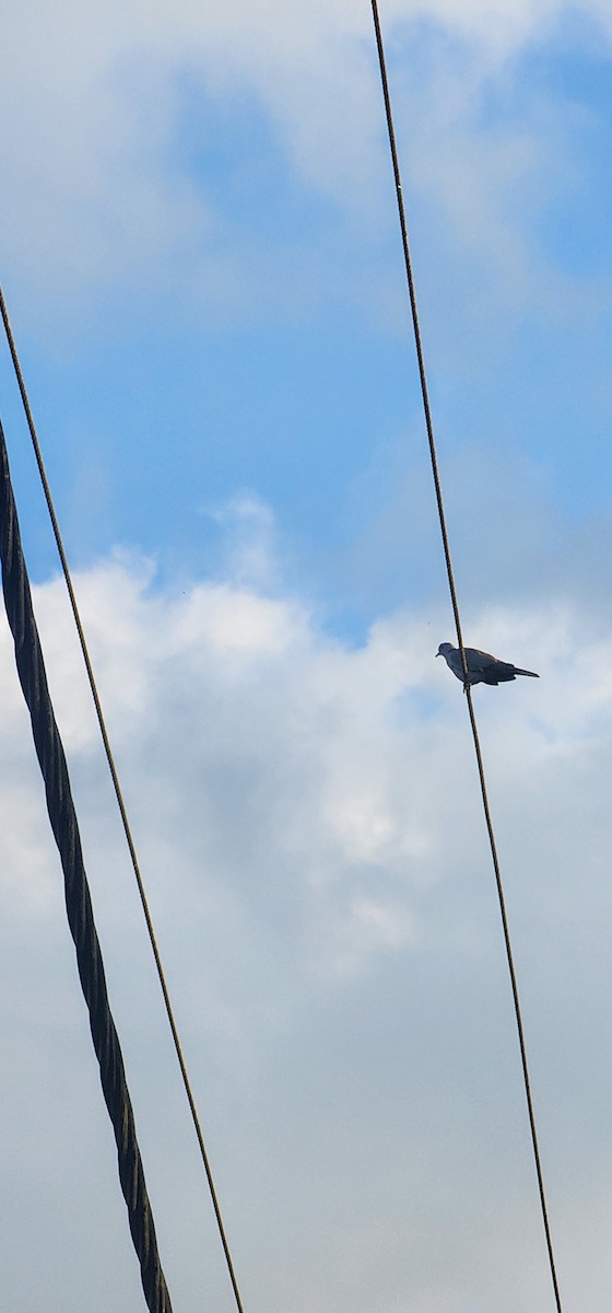 Кольчатая горлица - ML644573130