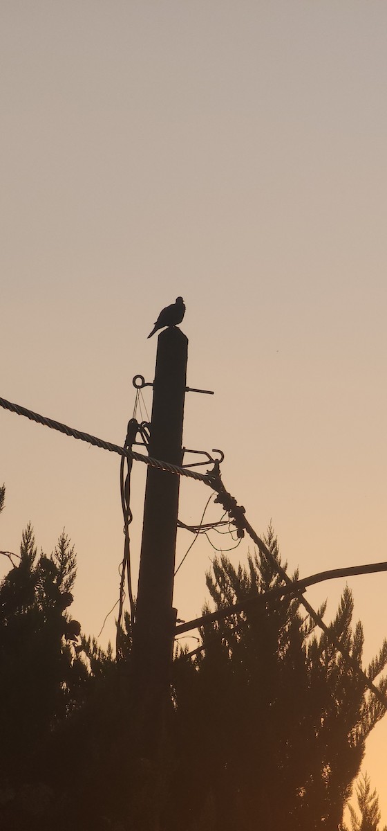 Кольчатая горлица - ML644573131