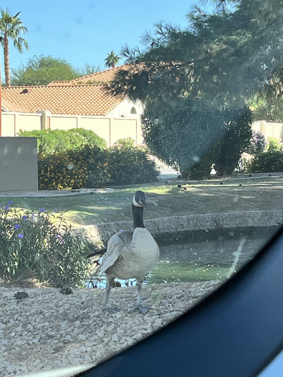 Canada Goose - ML644573133