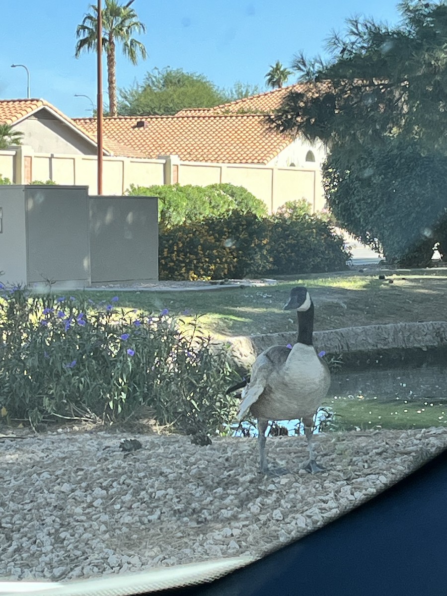 Canada Goose - ML644573134