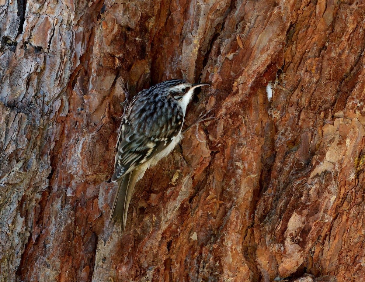 Brown Creeper - ML644573135