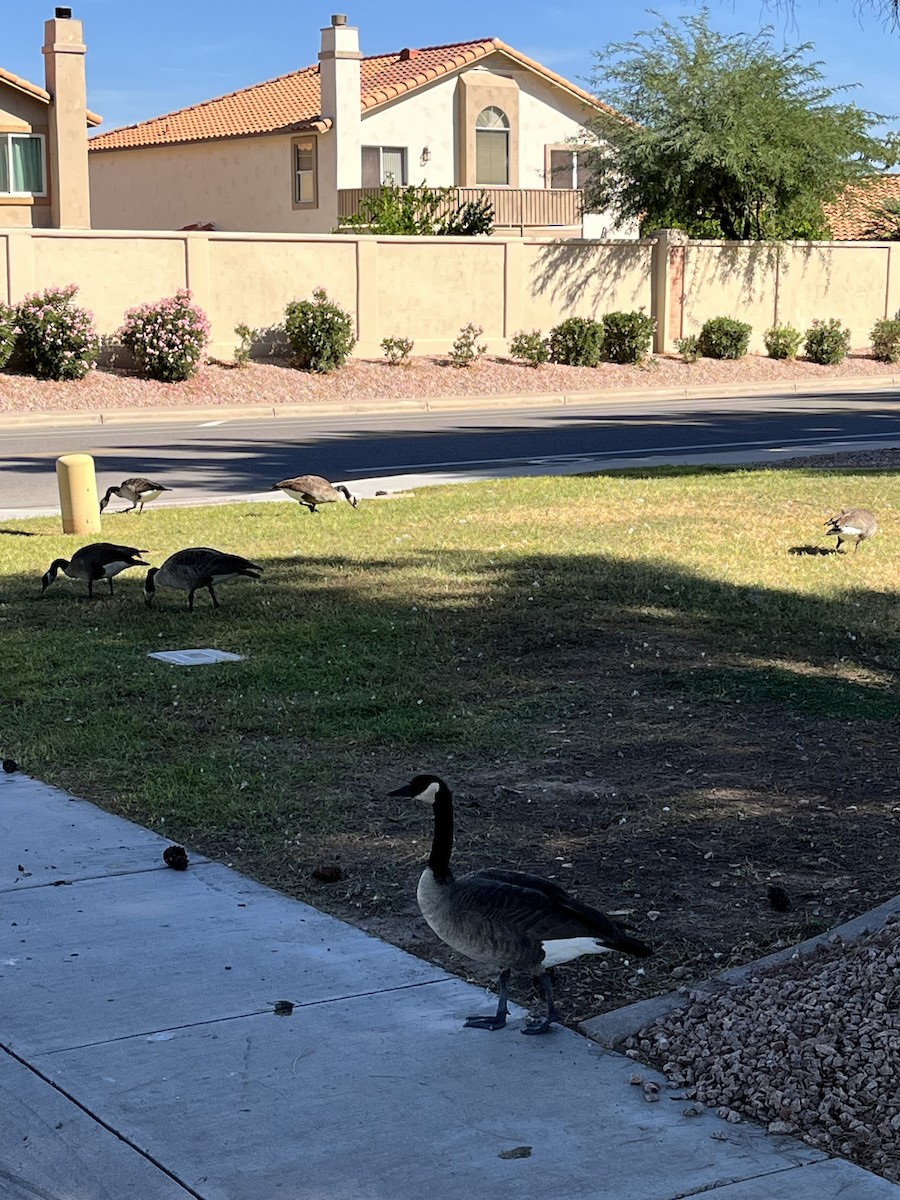 Canada Goose - ML644573136