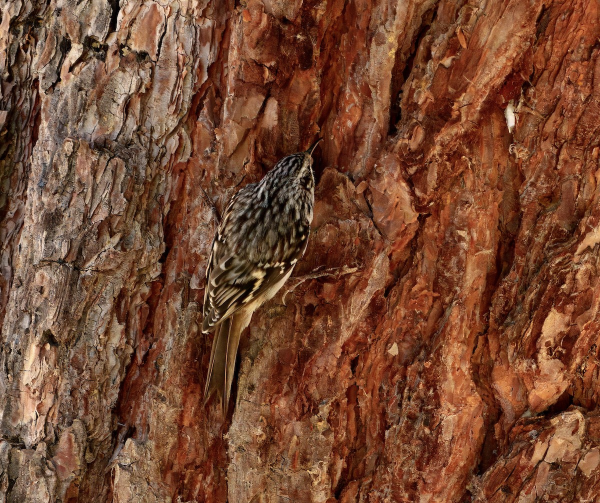 Brown Creeper - ML644573137