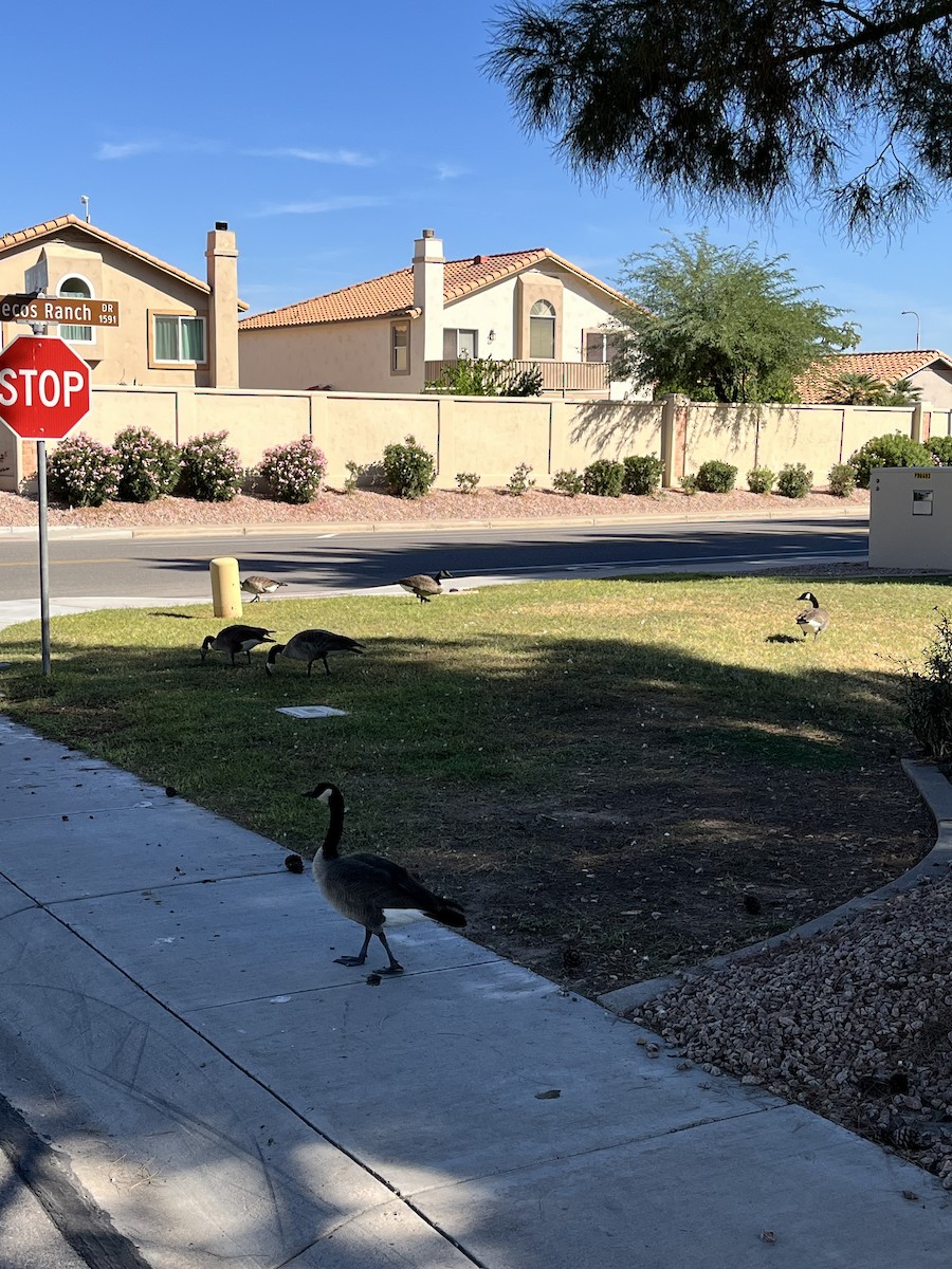 Canada Goose - ML644573138