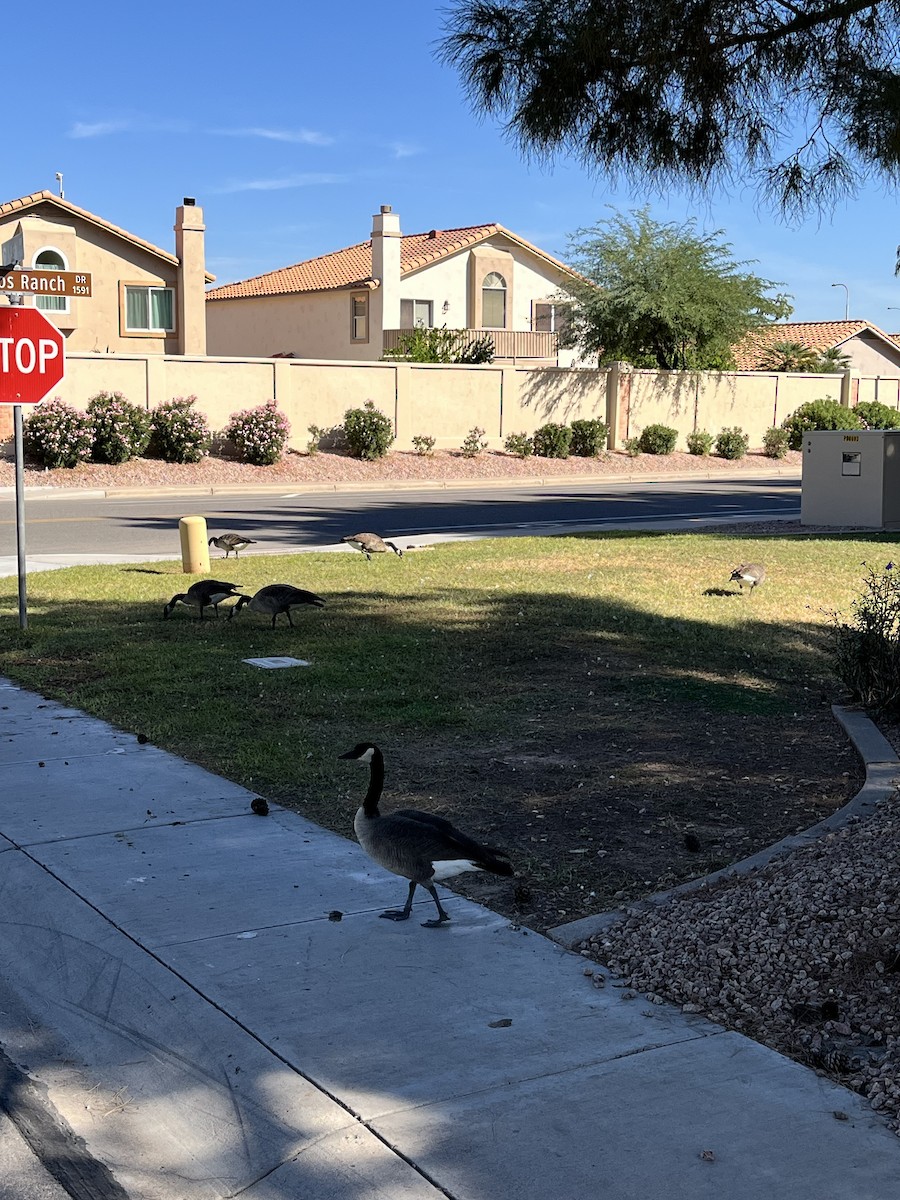 Canada Goose - ML644573139