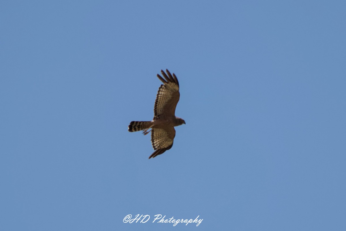 Spotted Harrier - ML644573140