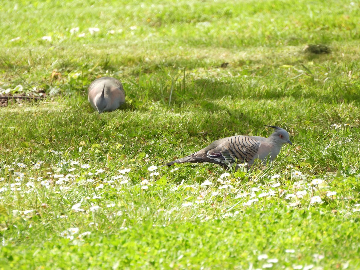 Crested Pigeon - ML644573143