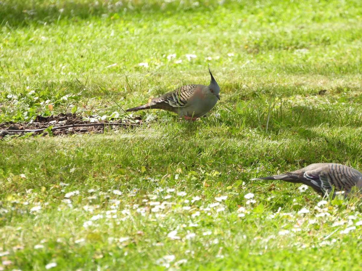 Crested Pigeon - ML644573144