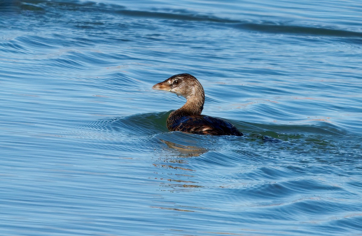Pied-billed Grebe - ML644573145