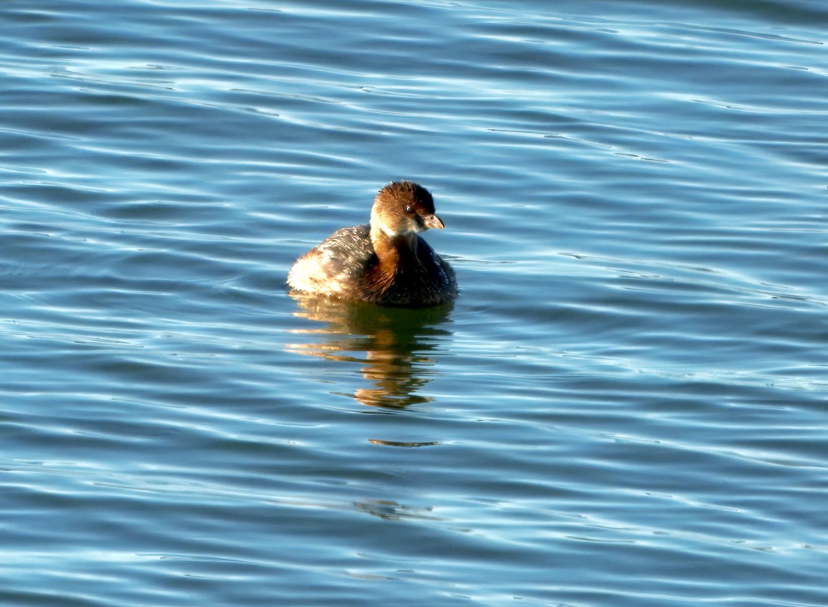 Pied-billed Grebe - ML644573146
