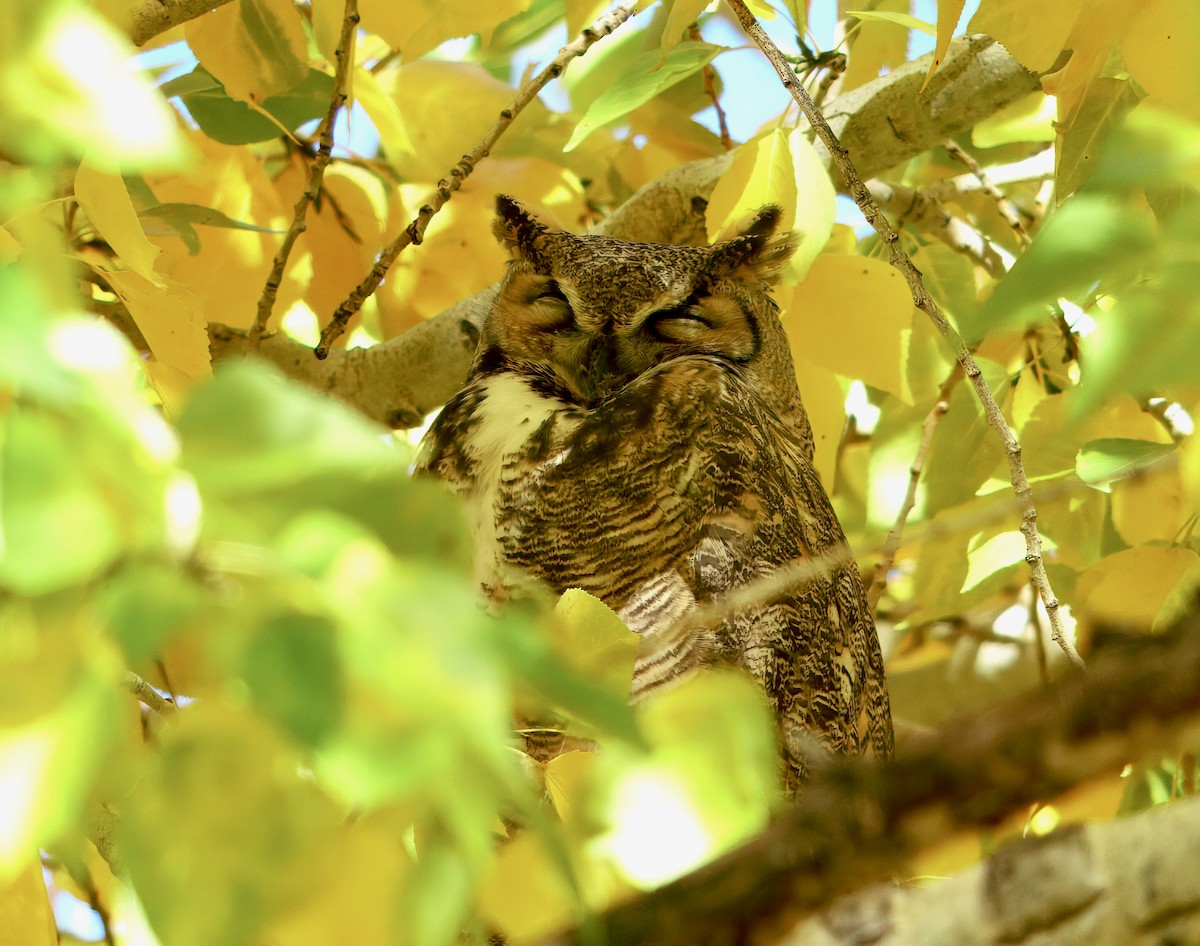 amerikahubro - ML644573148