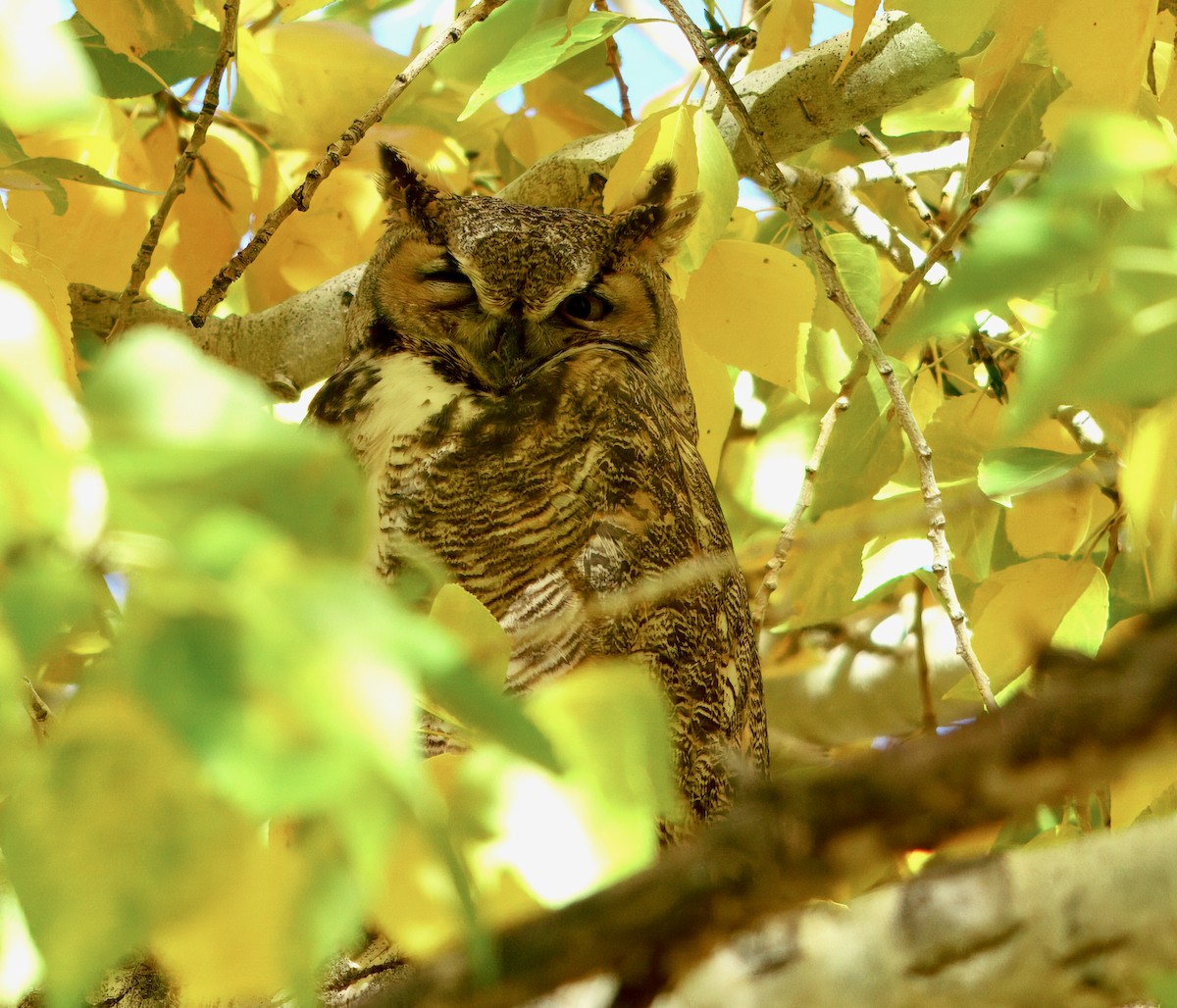 amerikahubro - ML644573149