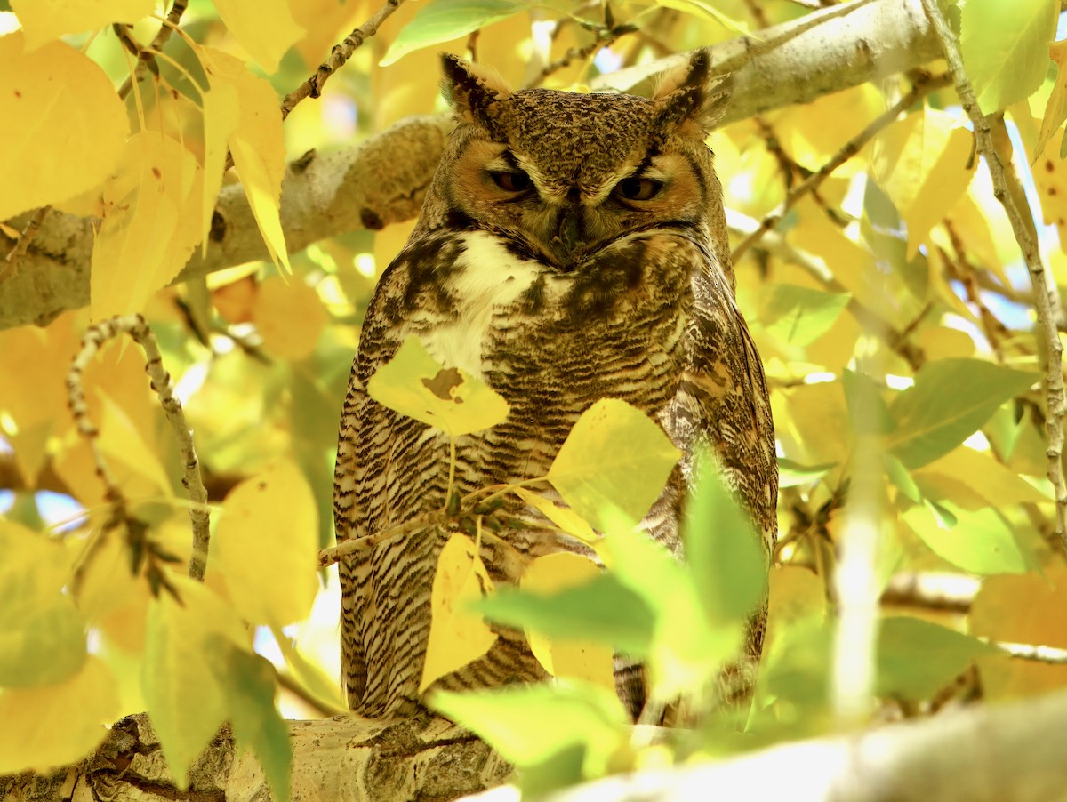 amerikahubro - ML644573150