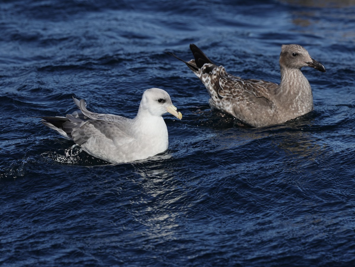 Буревісник кочівний - ML644573154