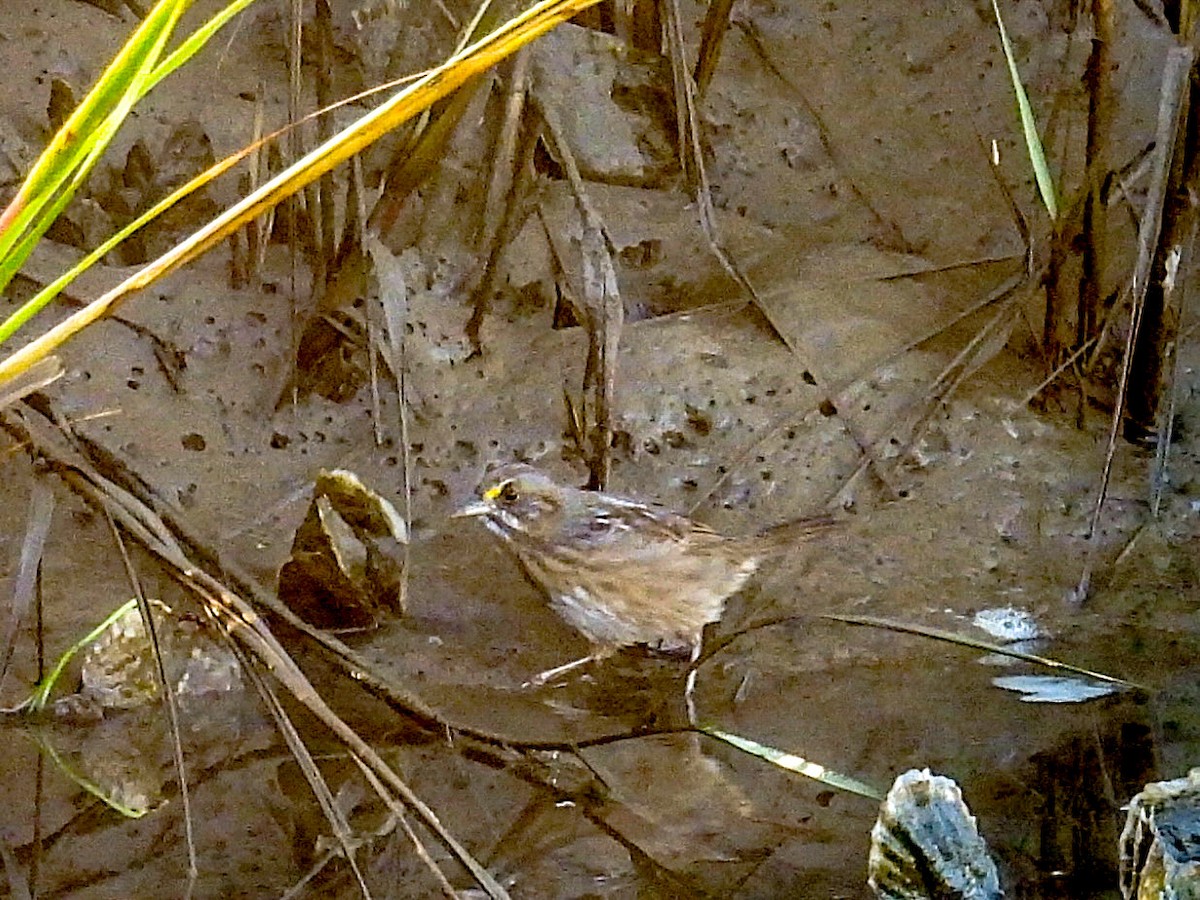 Seaside Sparrow - ML644573157