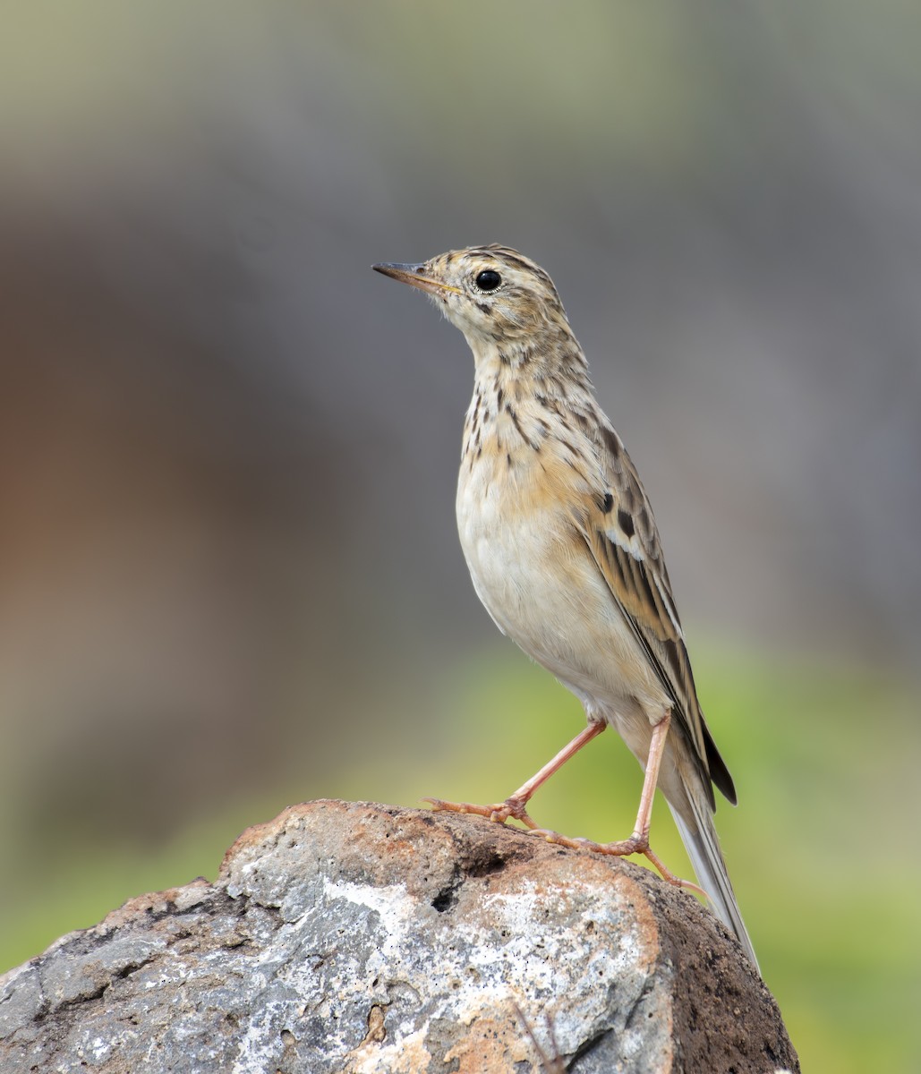 Pipit de Godlewski - ML644573170