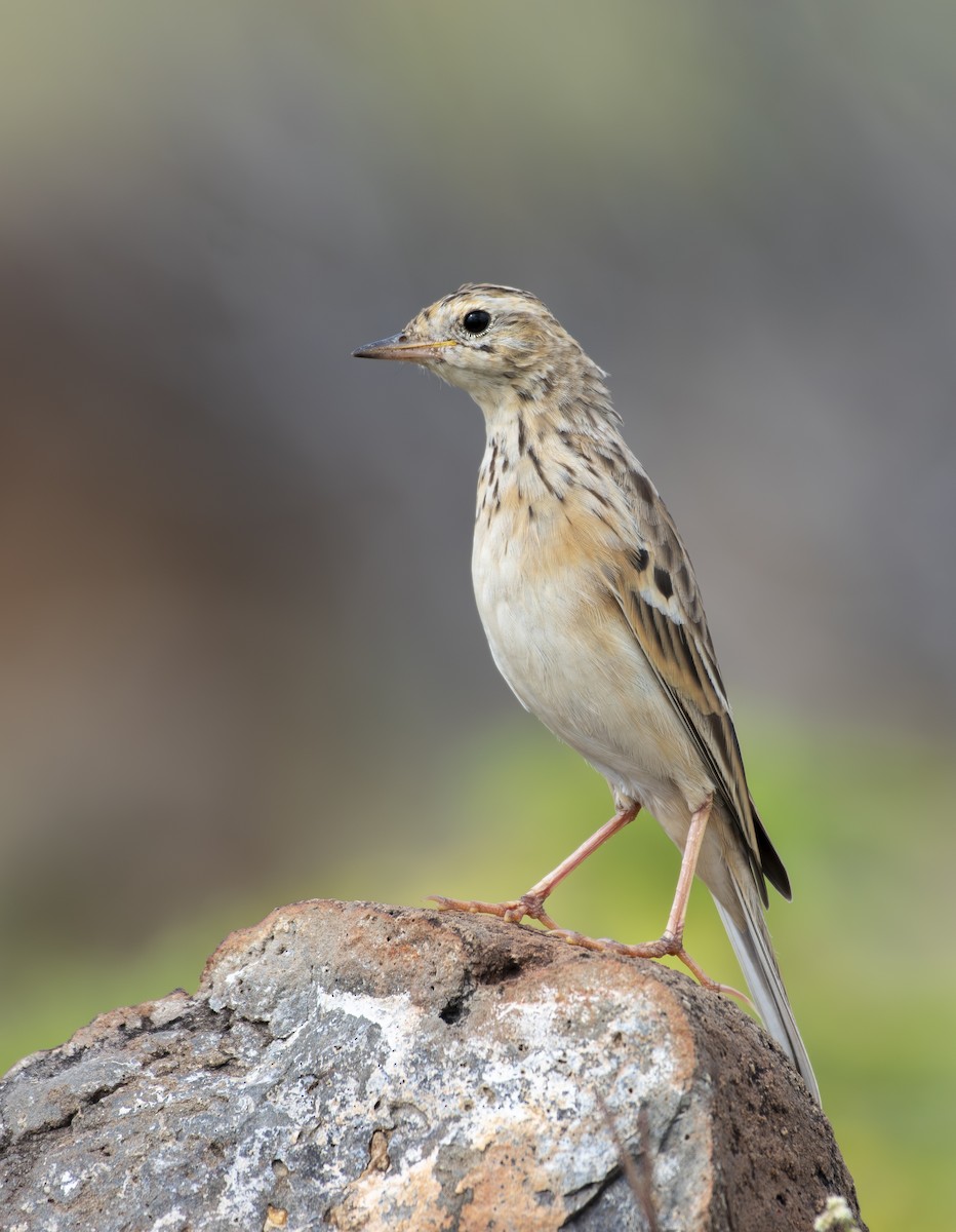 Pipit de Godlewski - ML644573174
