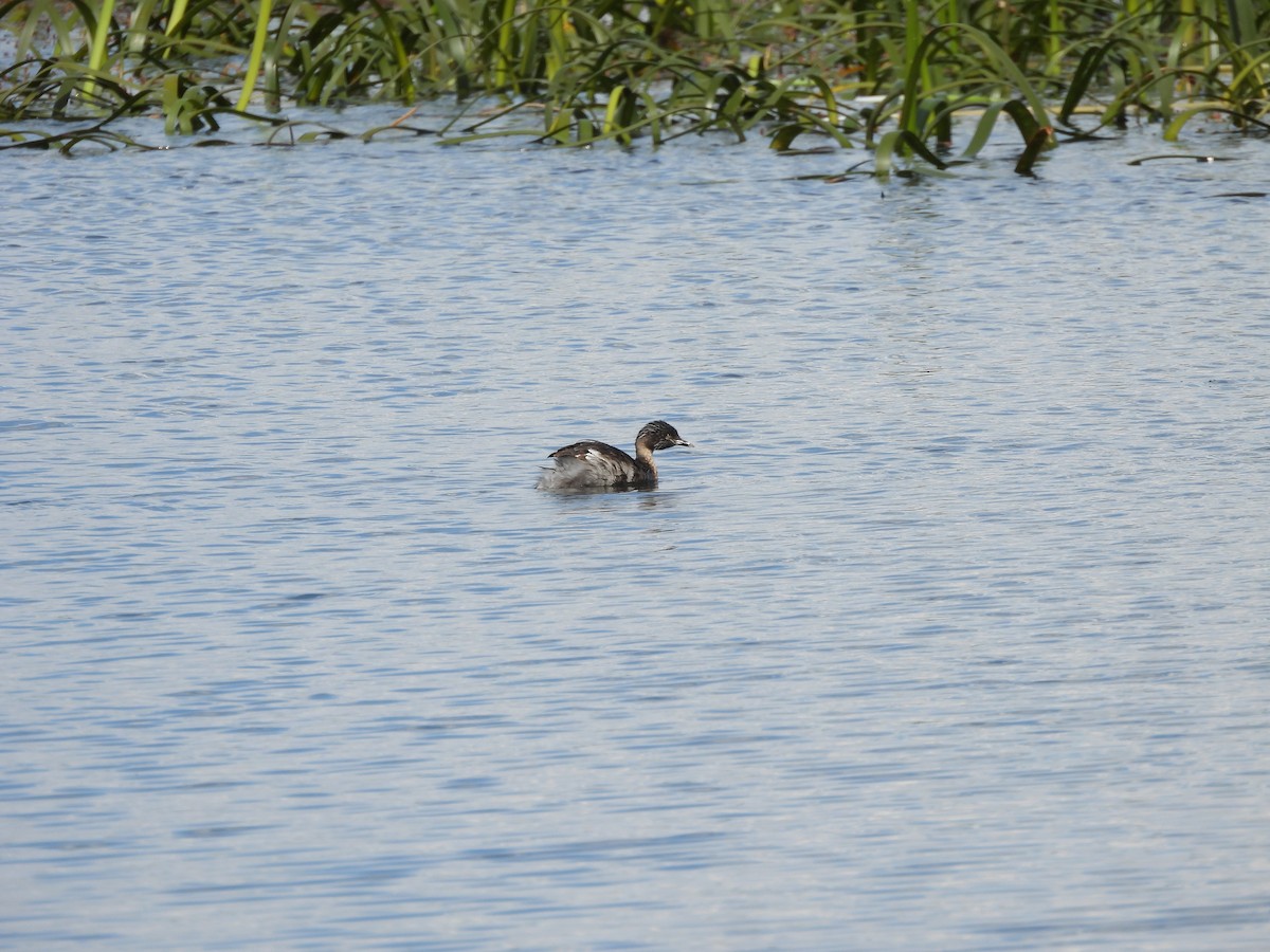 Hoary-headed Grebe - ML644573179