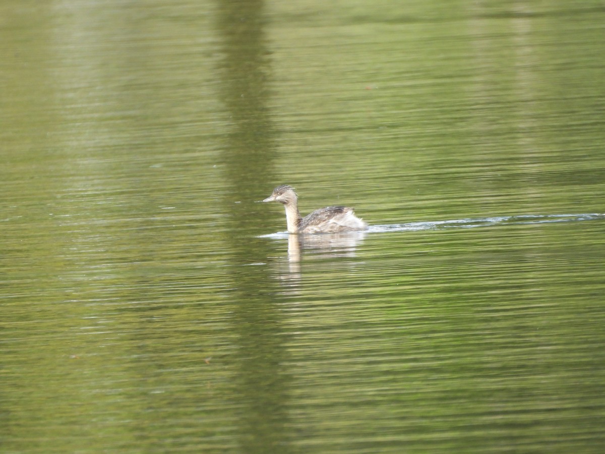 Hoary-headed Grebe - ML644573180