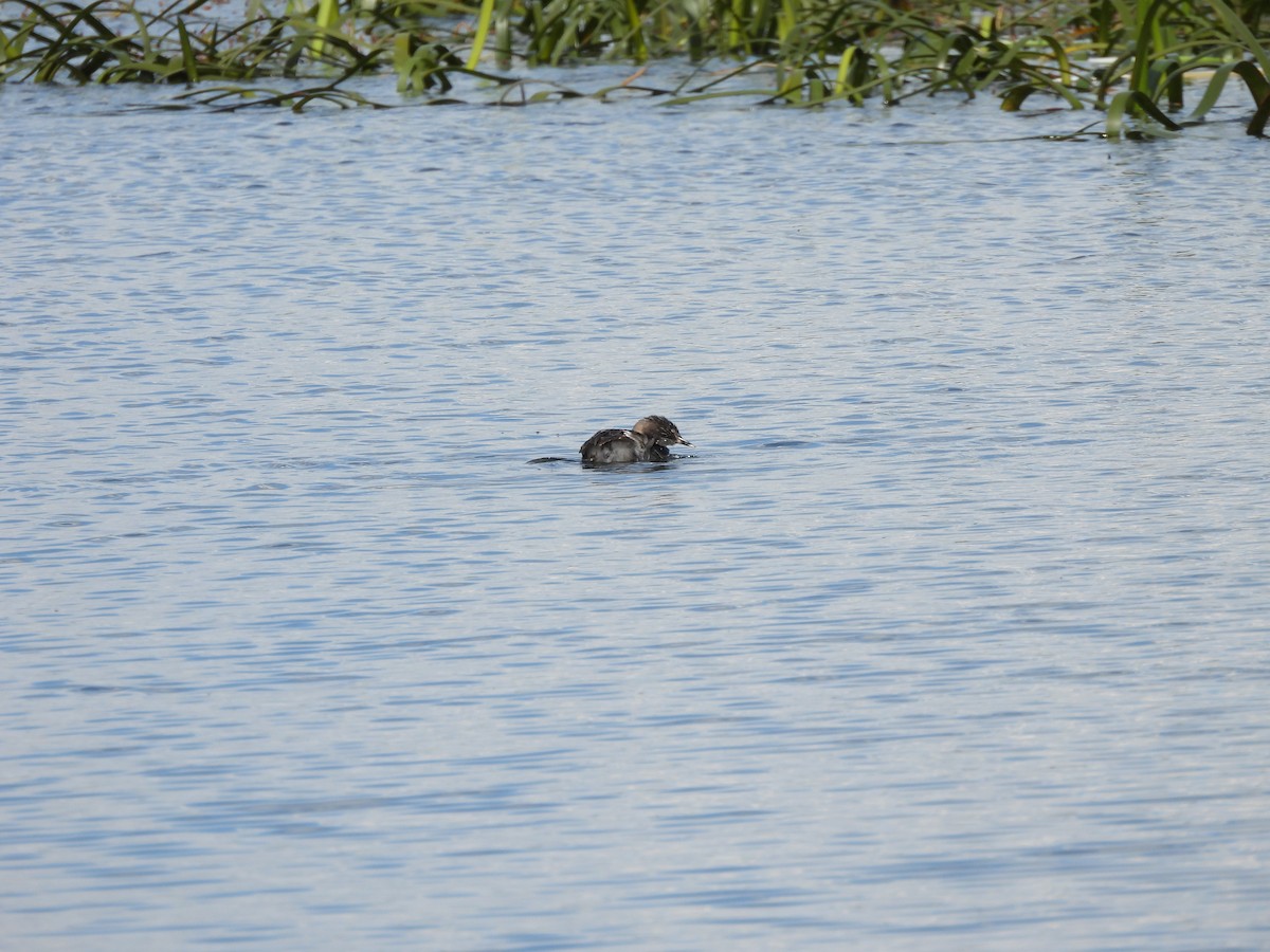 Hoary-headed Grebe - ML644573181
