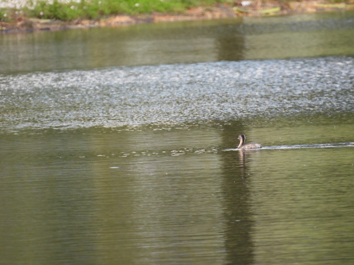 Hoary-headed Grebe - ML644573182
