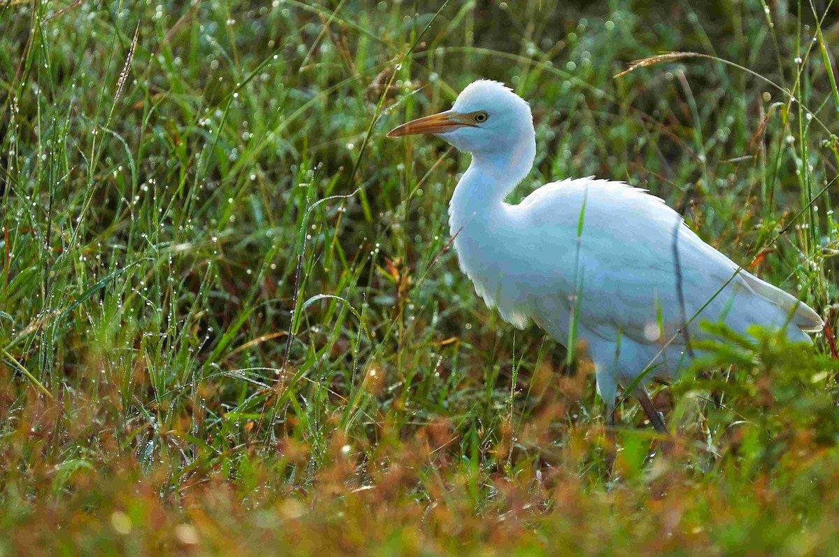 Héron de Coromandel - ML644573184
