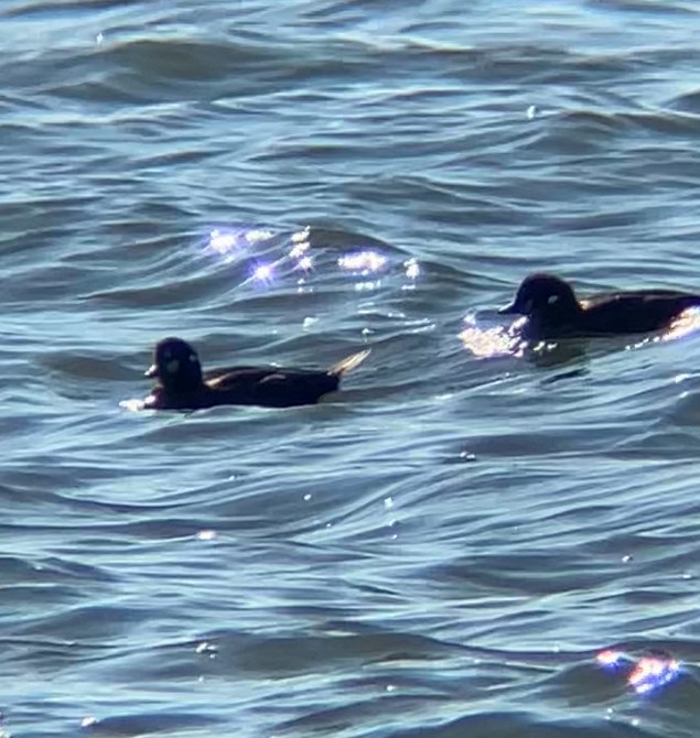 Harlequin Duck - ML644573185