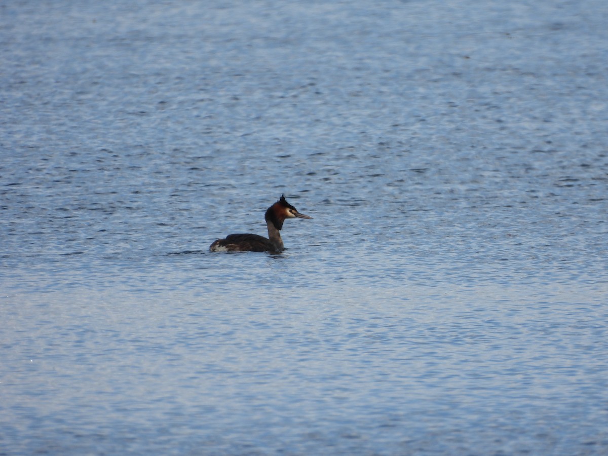 Отгот шунгуур - ML644573189