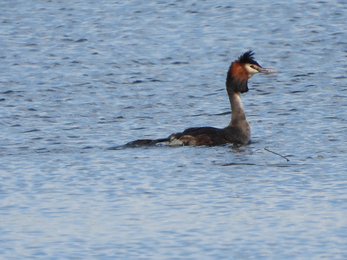 Отгот шунгуур - ML644573190