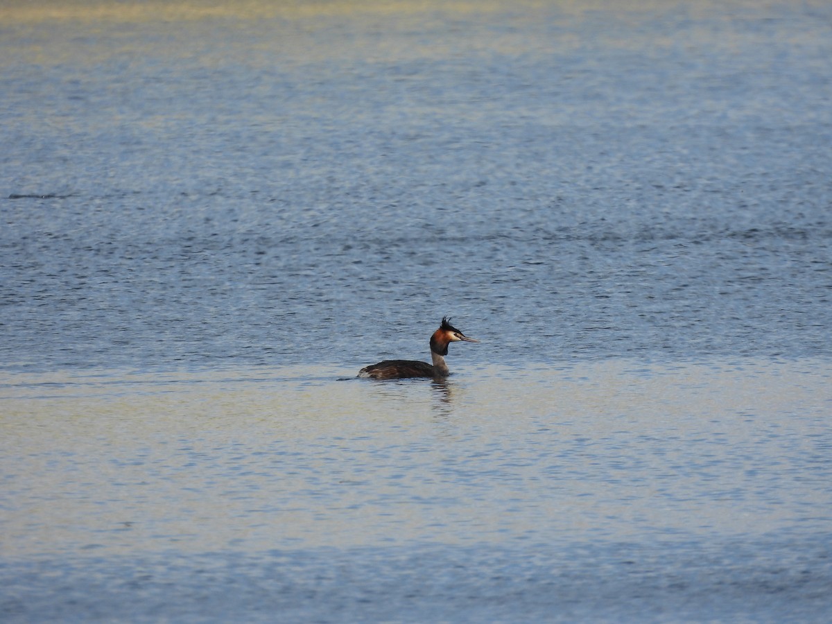 Отгот шунгуур - ML644573192