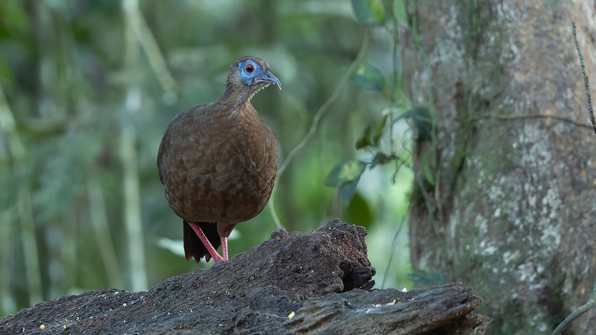 Faisan de Bulwer - ML644573197