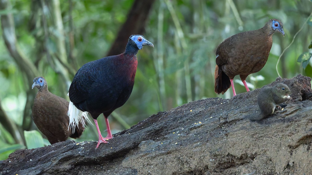 Faisan de Bulwer - ML644573198