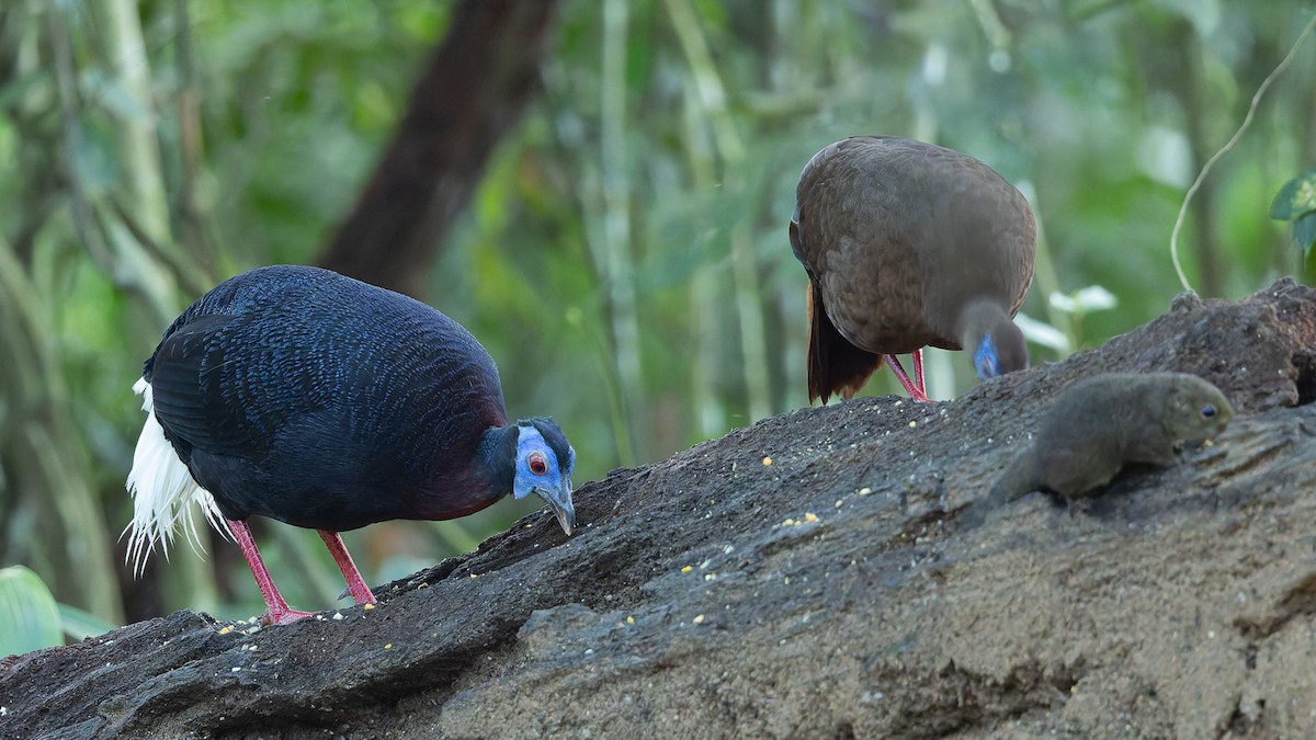 Faisan de Bulwer - ML644573199