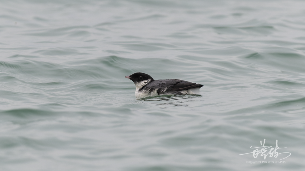 Mérgulo Antiguo - ML644573210