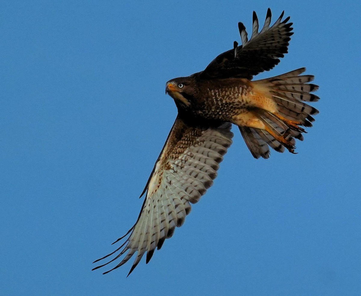White-eyed Buzzard - ML644573211