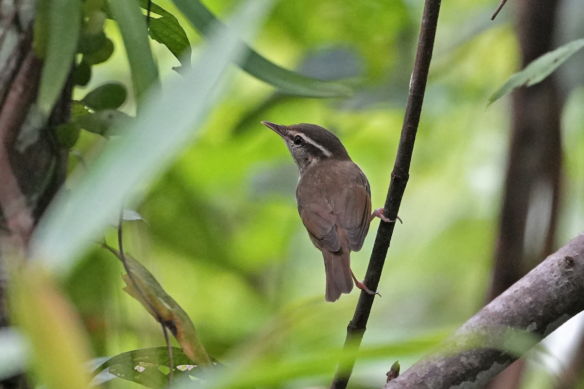 Вівчарик світлоногий - ML644573216