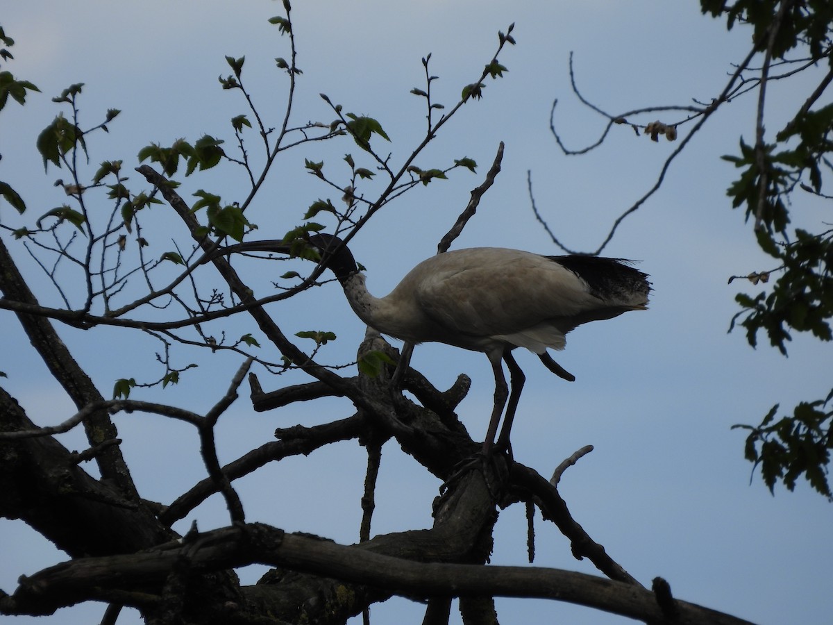 Australian Ibis - ML644573217