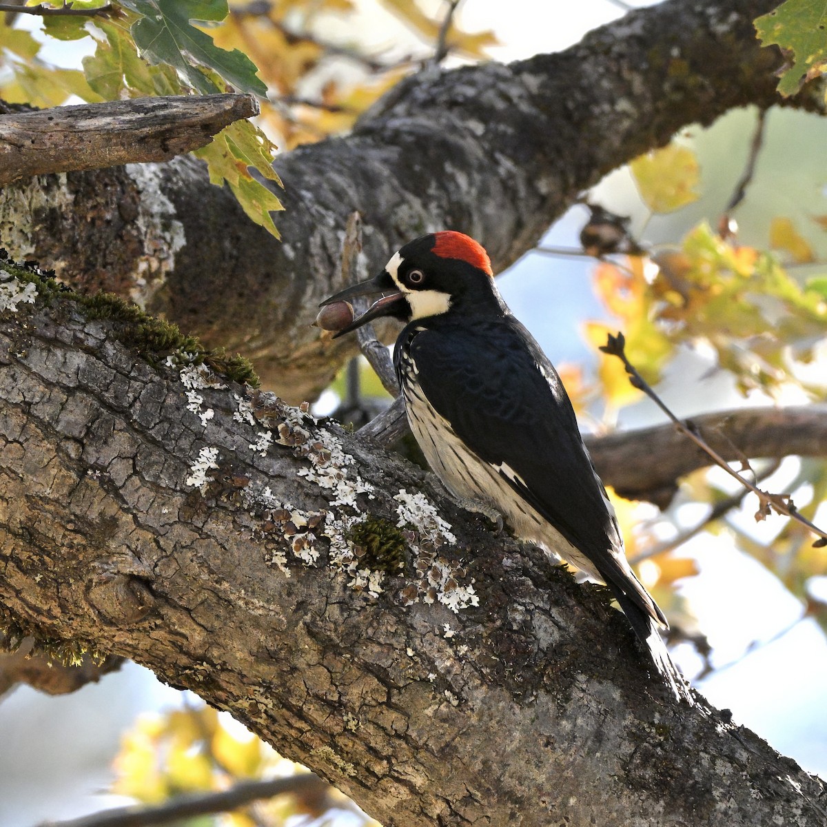 Желудёвый дятел - ML644573220